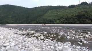 大井川(大井川(非)漁業協同組合) 釣果