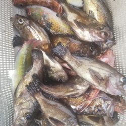 内浜丸 釣果