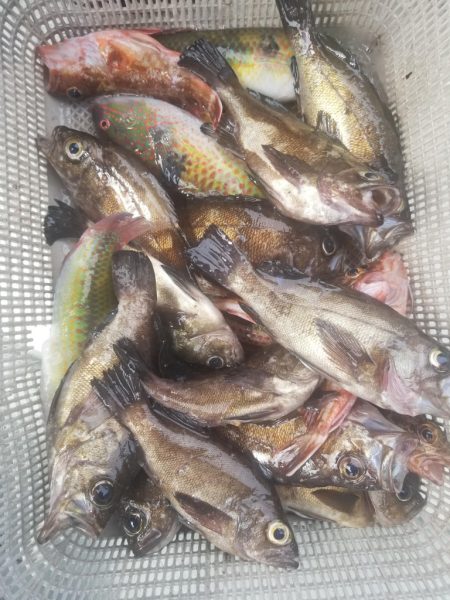 内浜丸 釣果