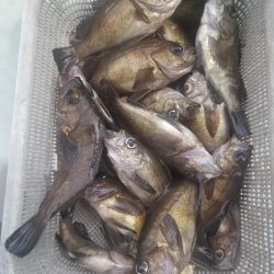 内浜丸 釣果