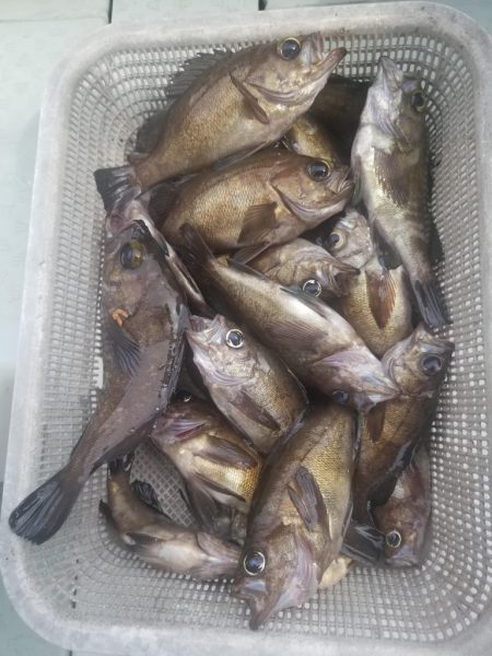 内浜丸 釣果