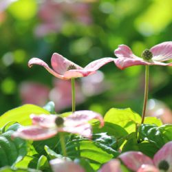 小菅トラウトガーデン 釣果