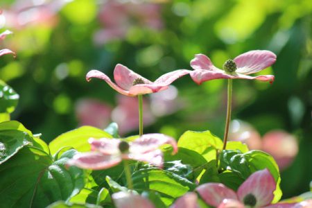 小菅トラウトガーデン 釣果