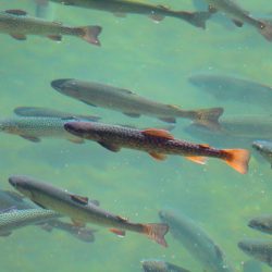 小菅トラウトガーデン 釣果