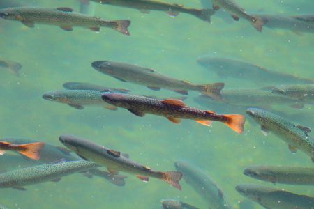 小菅トラウトガーデン 釣果