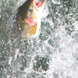 小菅トラウトガーデン 釣果