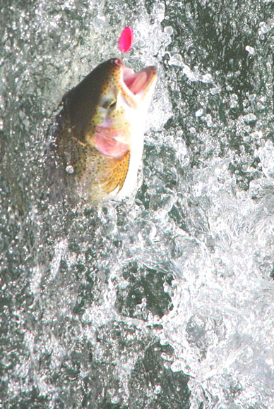 小菅トラウトガーデン 釣果