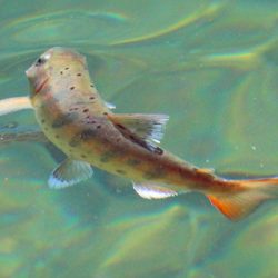 小菅トラウトガーデン 釣果