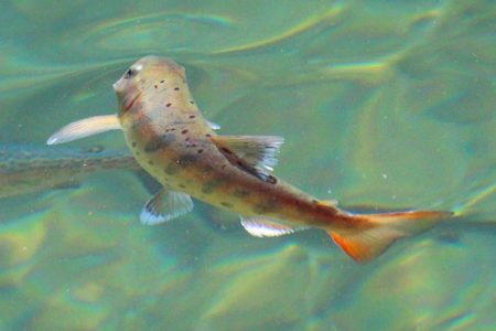 小菅トラウトガーデン 釣果