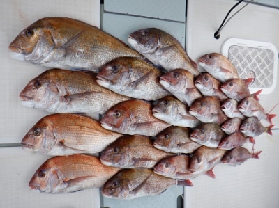 遊漁船 幸友丸 釣果