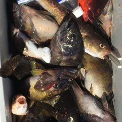 第八平成丸 釣果