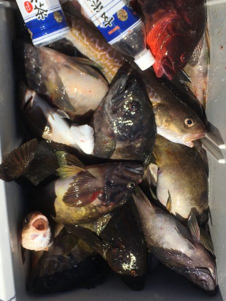 第八平成丸 釣果