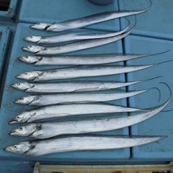 十八宝洋丸 釣果