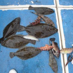 十八宝洋丸 釣果