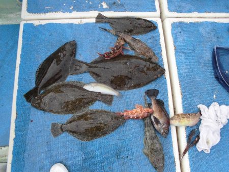 十八宝洋丸 釣果