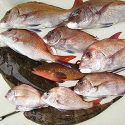 松本釣船2 釣果