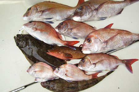 松本釣船２ 釣果