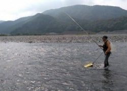 大井川(大井川(非)漁業協同組合) 釣果