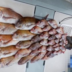 遊漁船 幸友丸 釣果