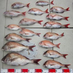 来温丸(らいおんまる) 釣果