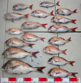 来温丸（らいおんまる） 釣果