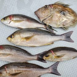 ブルーピア 釣果