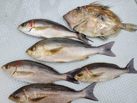 ブルーピア 釣果