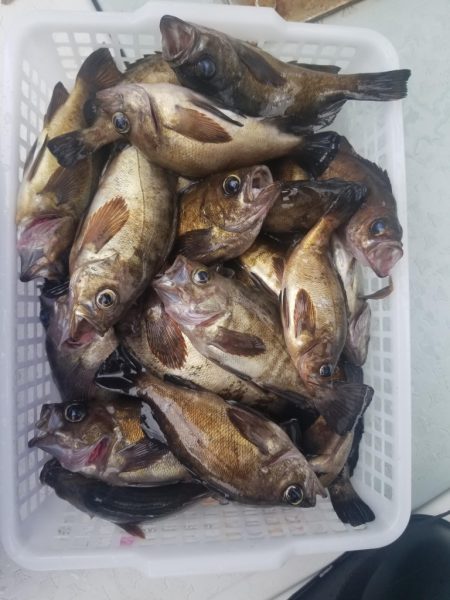 内浜丸 釣果