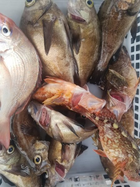 内浜丸 釣果