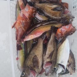 内浜丸 釣果