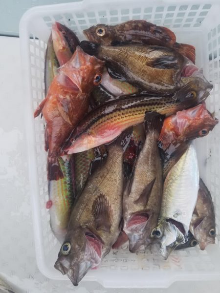 内浜丸 釣果