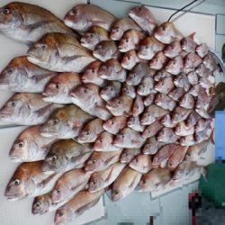 遊漁船 幸友丸 釣果