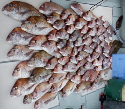 遊漁船 幸友丸 釣果