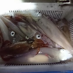 海龍丸(福岡) 釣果