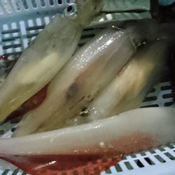 海龍丸(福岡) 釣果