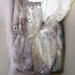 海龍丸(福岡) 釣果