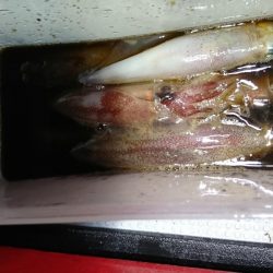 海龍丸(福岡) 釣果