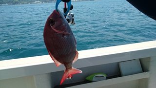 愛裕南丸 釣果