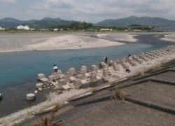 大井川(大井川(非)漁業協同組合) 釣果