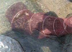 大井川(大井川(非)漁業協同組合) 釣果