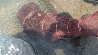 大井川(大井川(非)漁業協同組合) 釣果