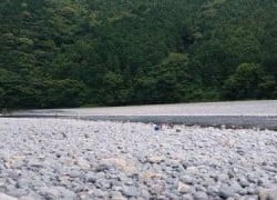 大井川(大井川(非)漁業協同組合) 釣果