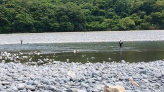 大井川(大井川(非)漁業協同組合) 釣果