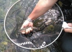 大井川(大井川(非)漁業協同組合) 釣果