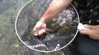 大井川(大井川(非)漁業協同組合) 釣果