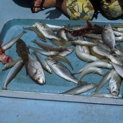 十八宝洋丸 釣果