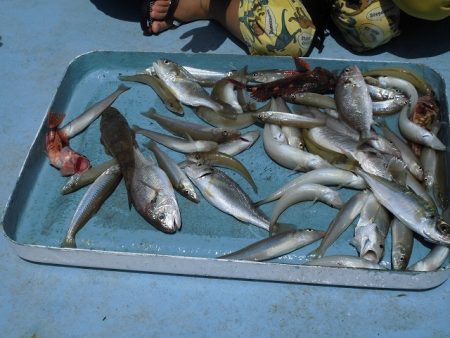 十八宝洋丸 釣果