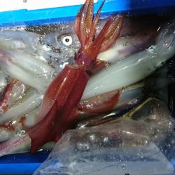 海龍丸（福岡） 釣果