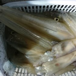 海龍丸（福岡） 釣果