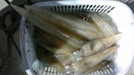 海龍丸（福岡） 釣果